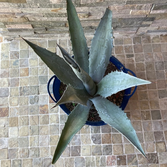Maguey / agave plant/ landscape decor - Picture 2 of 6